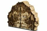 Tall Petrified Wood Bookends - McDermitt, Oregon #344132-2
